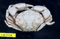 藏品(圓形鱗斑蟹)的圖片